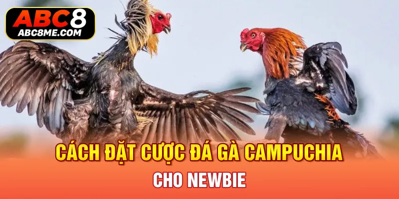 Cách đặt cược đá gà Campuchia cho newbie 