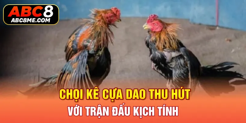 Chọi kê cựa dao thu hút với trận đấu kịch tính 