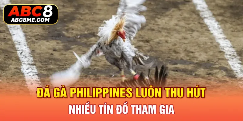 Đá gà Philippines luôn thu hút nhiều tín đồ tham gia 