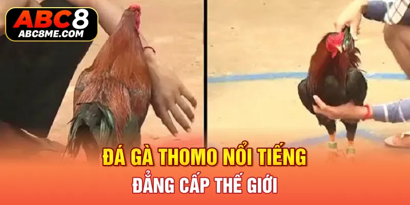 Đá gà Thomo nổi tiếng đẳng cấp thế giới 