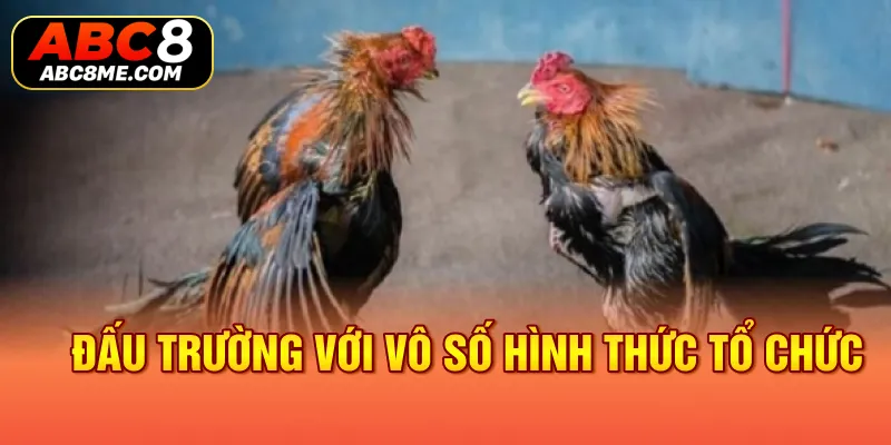 Đấu trường với vô số hình thức tổ chức 