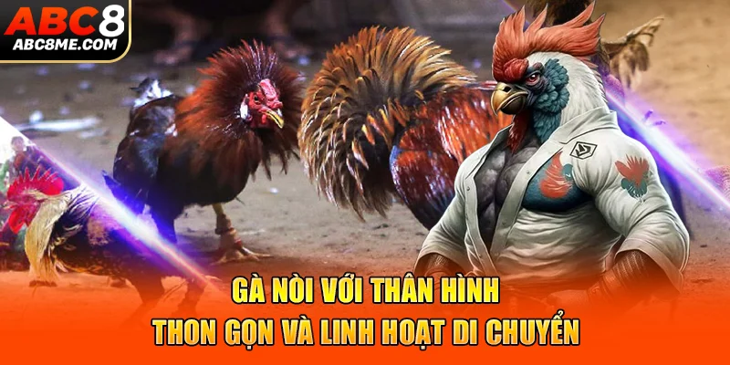 Gà nòi với thân hình thon gọn và linh hoạt di chuyển 